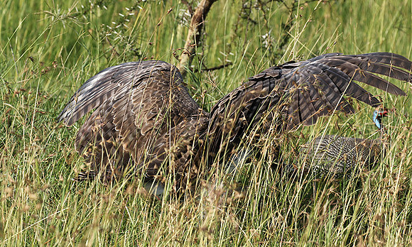 Martial eagle - Grumeti