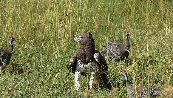 Martial eagle - Grumeti