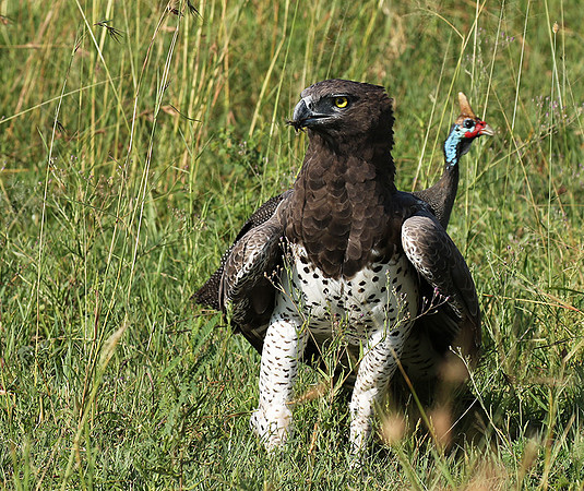 Martial eagle - Grumeti