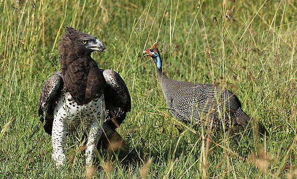 Martial eagle - Grumeti