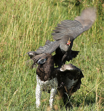 Martial eagle - Grumeti