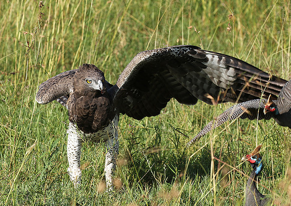 Martial eagle - Grumeti