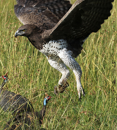 Martial eagle - Grumeti