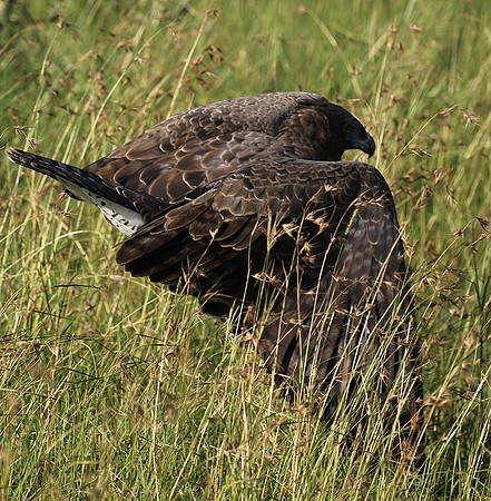 Martial eagle - Grumeti