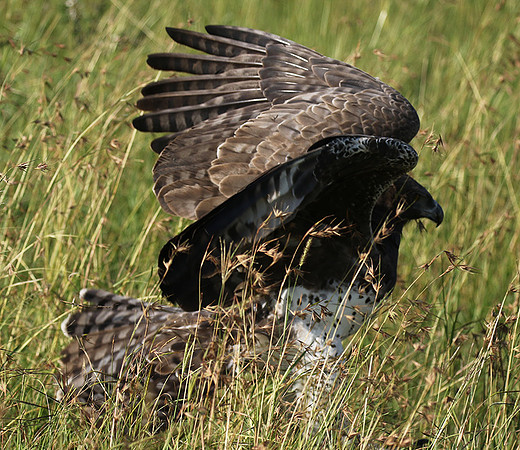 Martial eagle - Grumeti