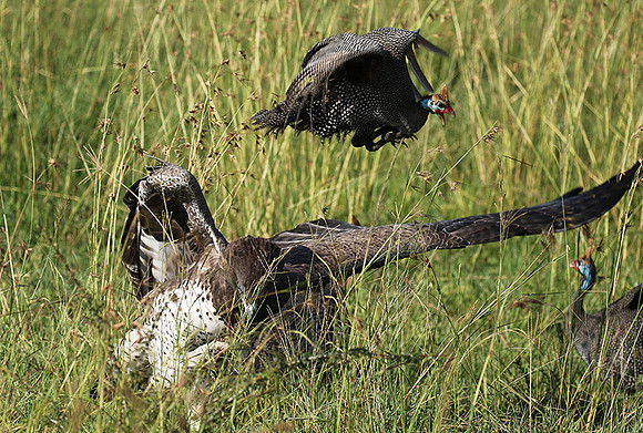 Martial eagle - Grumeti