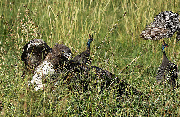 Martial eagle - Grumeti