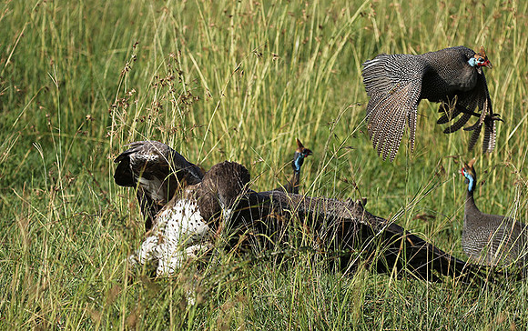 Martial eagle - Grumeti