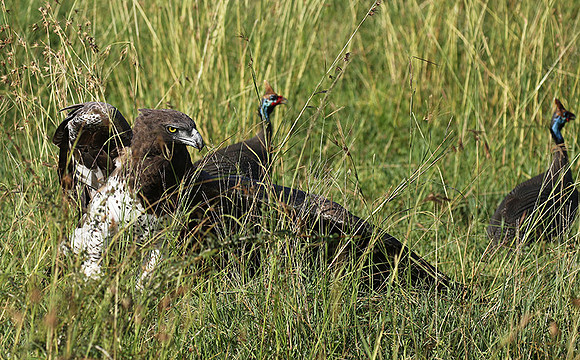Martial eagle - Grumeti
