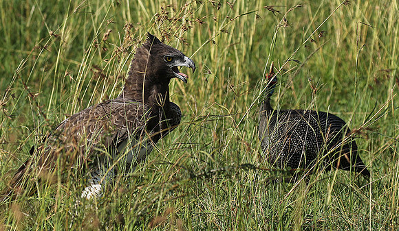 Martial eagle - Grumeti