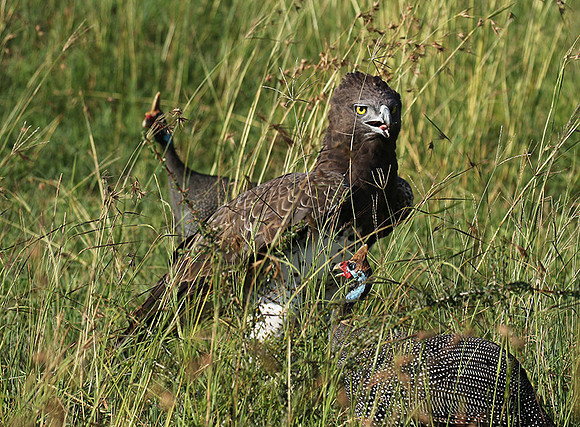Martial eagle - Grumeti