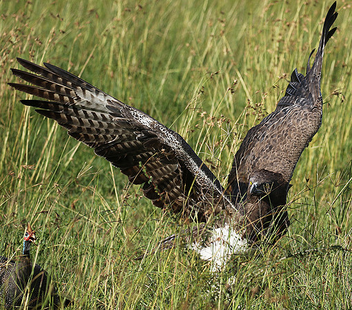 Martial eagle - Grumeti