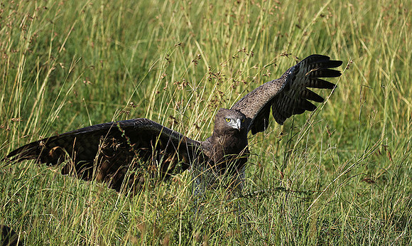 Martial eagle - Grumeti