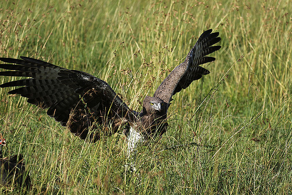 Martial eagle - Grumeti
