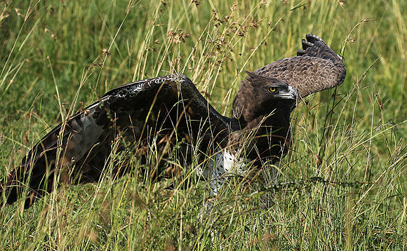 Martial eagle - Grumeti