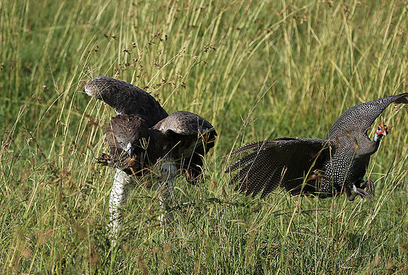Martial eagle - Grumeti