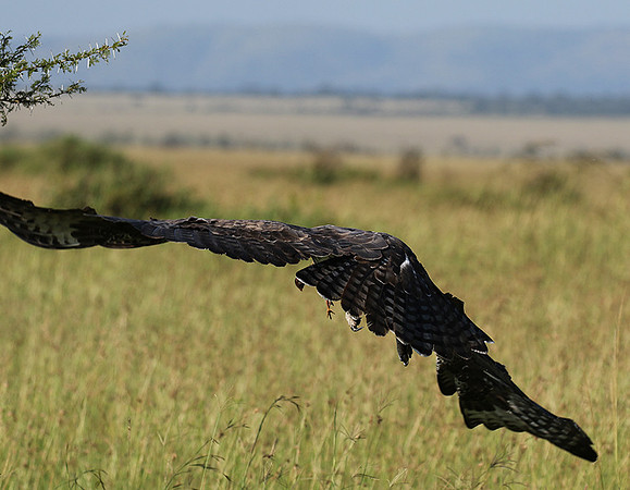Martial eagle - Grumeti