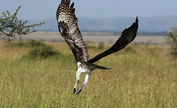 Martial eagle - Grumeti