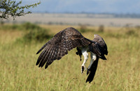 Martial eagle - Grumeti