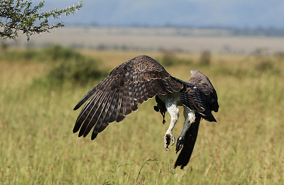 Martial eagle - Grumeti