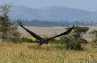 Martial eagle - Grumeti
