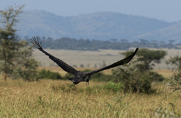 Martial eagle - Grumeti