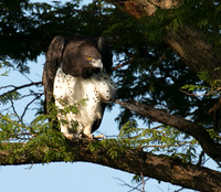 Martial eagle - Grumeti