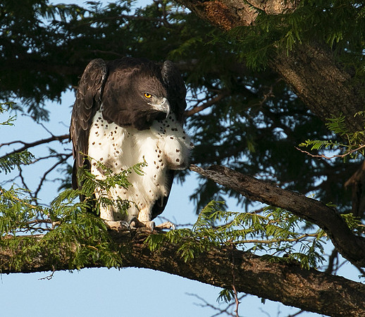 Martial eagle - Grumeti