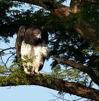 Martial eagle - Grumeti