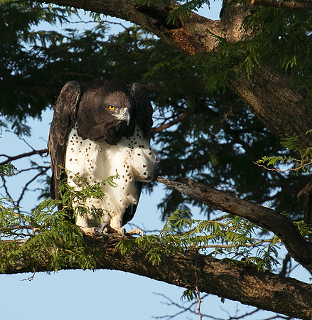 Martial eagle - Grumeti