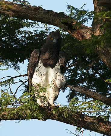 Martial eagle - Grumeti