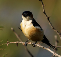 Red rumped swallow - Grumeti
