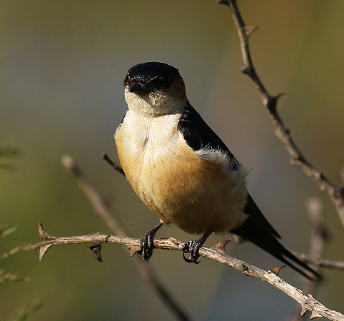 Red rumped swallow - Grumeti