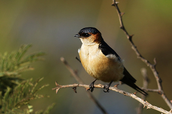 Red rumped swallow - Grumeti