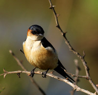 Red rumped swallow - Grumeti