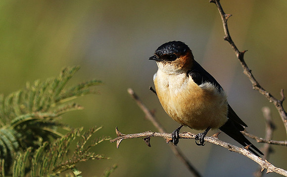 Red rumped swallow - Grumeti