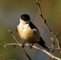 Red rumped swallow - Grumeti