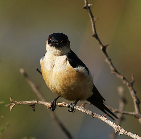 Red rumped swallow - Grumeti