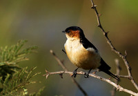 Red rumped swallow - Grumeti