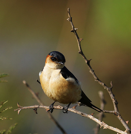 Red rumped swallow - Grumeti