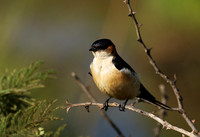 Red rumped swallow - Grumeti
