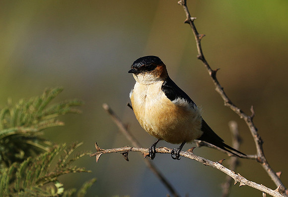 Red rumped swallow - Grumeti