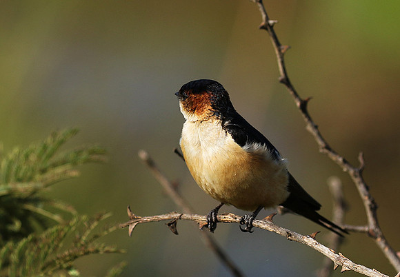 Red rumped swallow - Grumeti