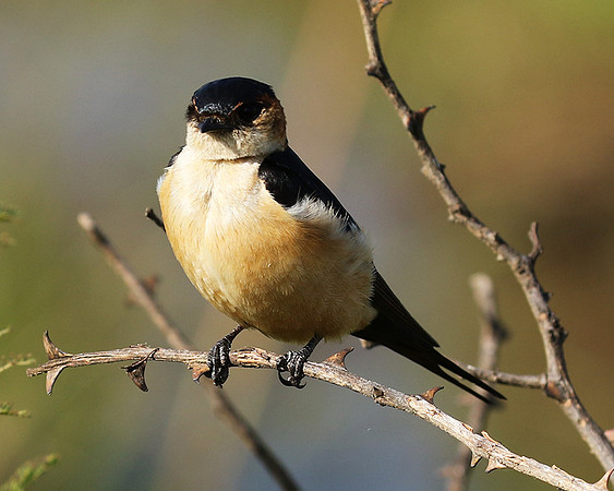 Red rumped swallow - Grumeti