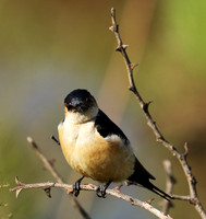 Red rumped swallow - Grumeti