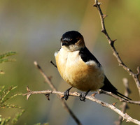 Red rumped swallow - Grumeti
