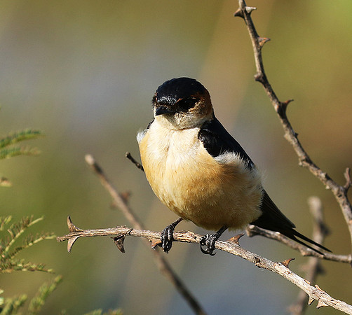 Red rumped swallow - Grumeti