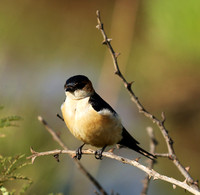 Red rumped swallow - Grumeti