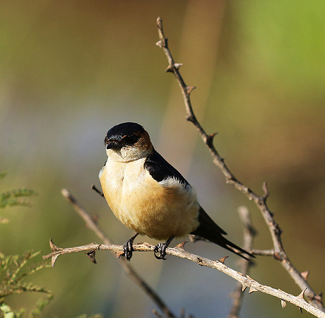 Red rumped swallow - Grumeti