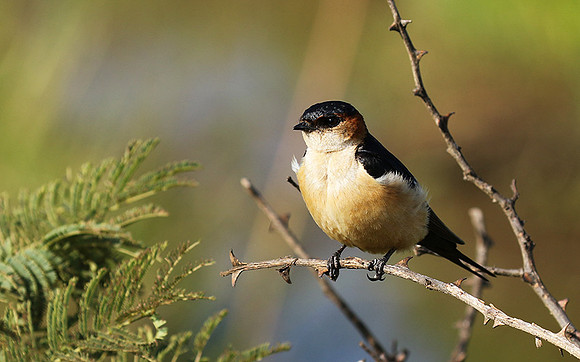 Red rumped swallow - Grumeti